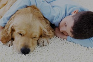 family-and-pet-safe-cleaning-somerset
