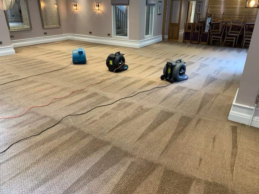 Importance of Professional Carpet Cleaning